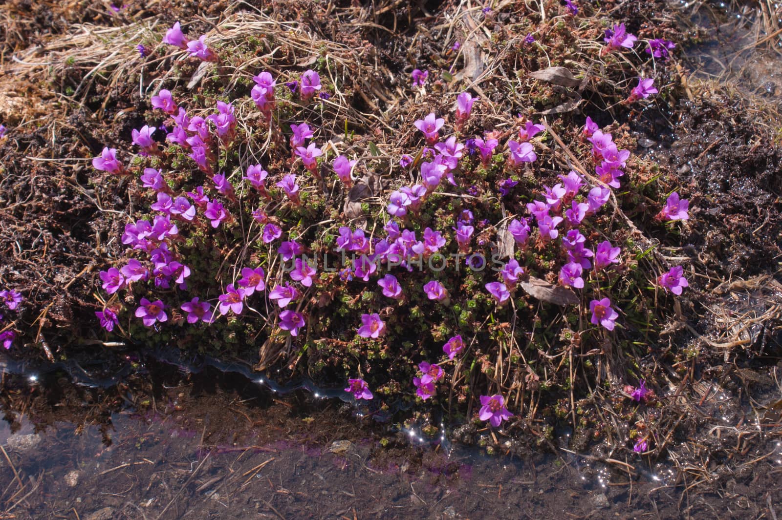 saxifraga,grauson,cogne,val of aosta,italy