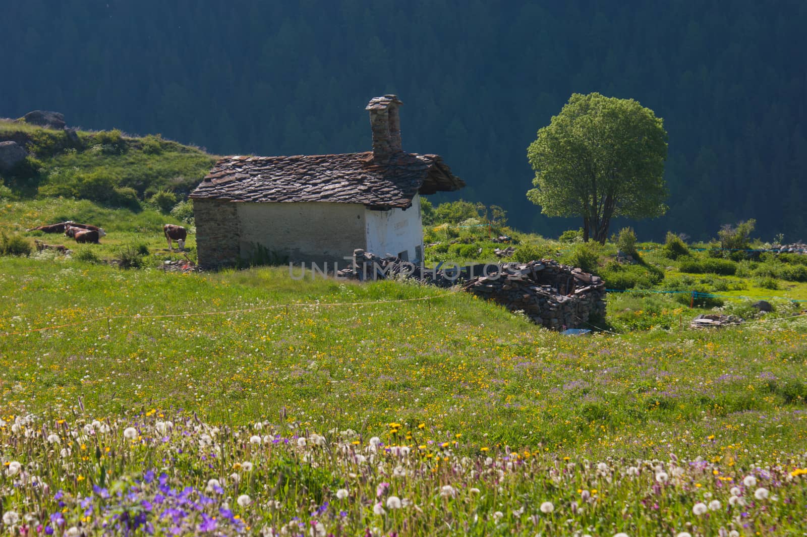 tarabouc,cogne,val of aosta,italy