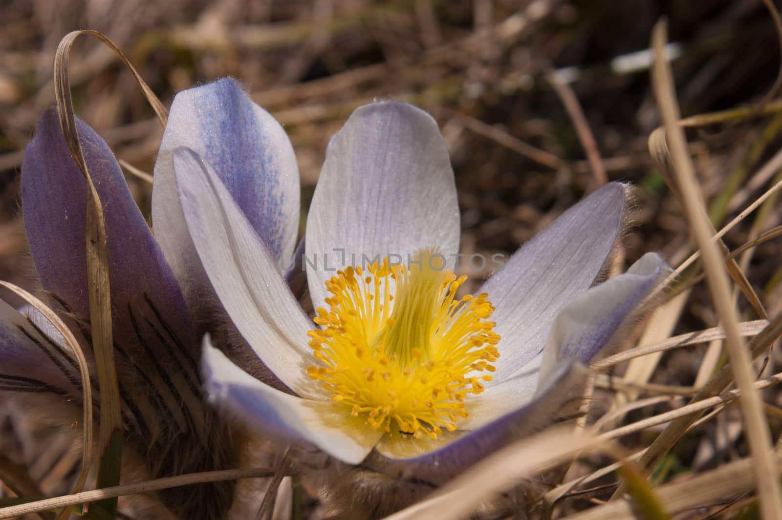 Pulsatilla vernalis,grauson,cogne, val of aosta,italy