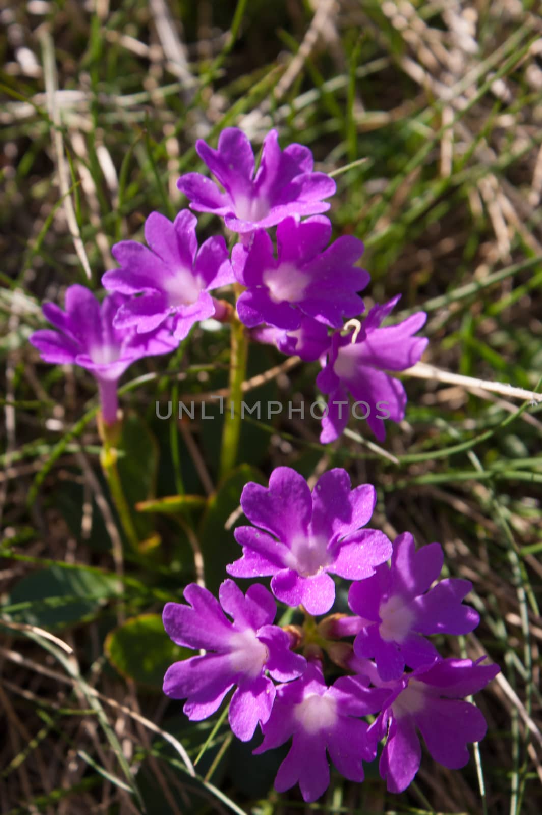 primula,grauson,cogne,val of aosta,italy