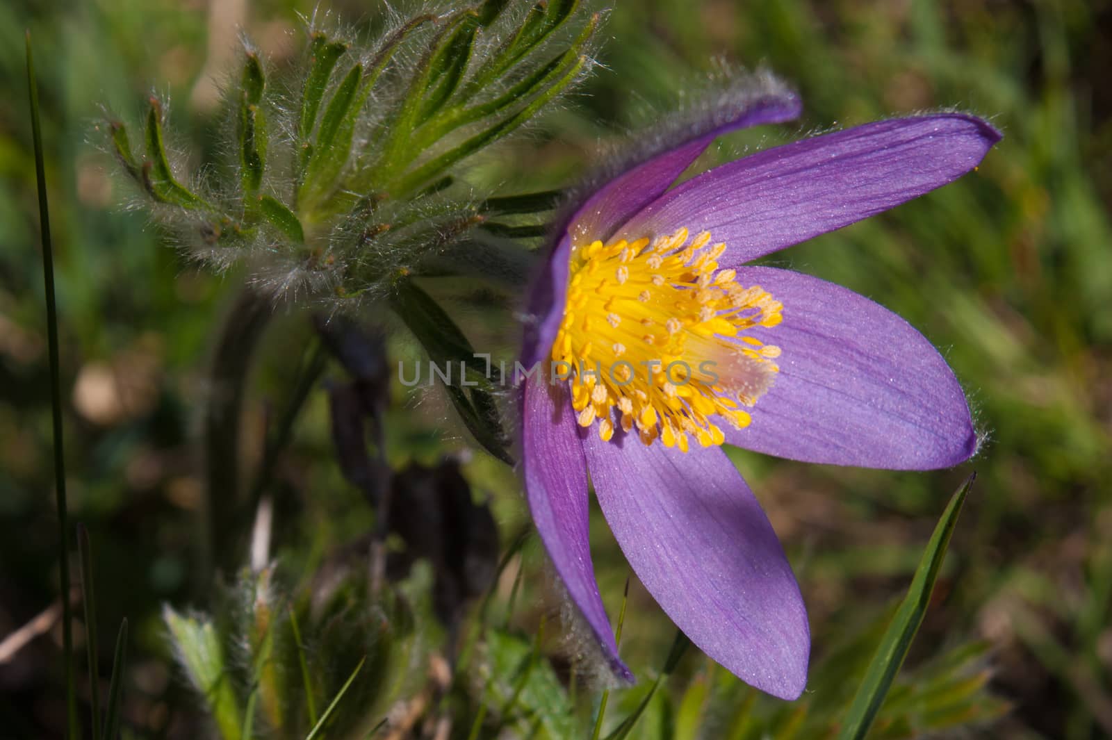 Anemone pulsatilla,grauson,cogne,val of aosta,italy