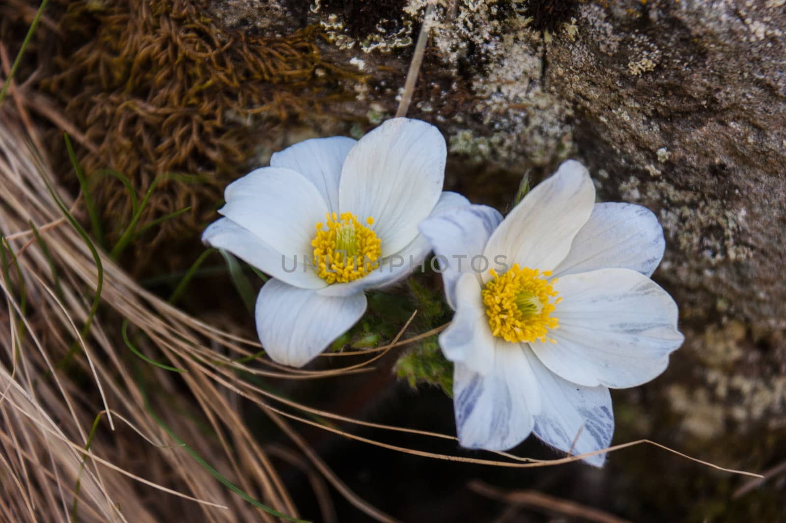 Anemone narcissiflora,grauson,cogne,val of aosta,italy