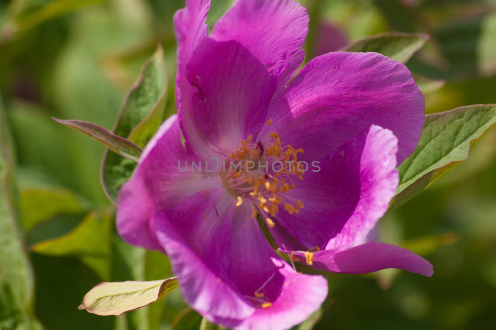 Paeonia,Botanical Garden,valnontey,cogne,val of aosta,italy