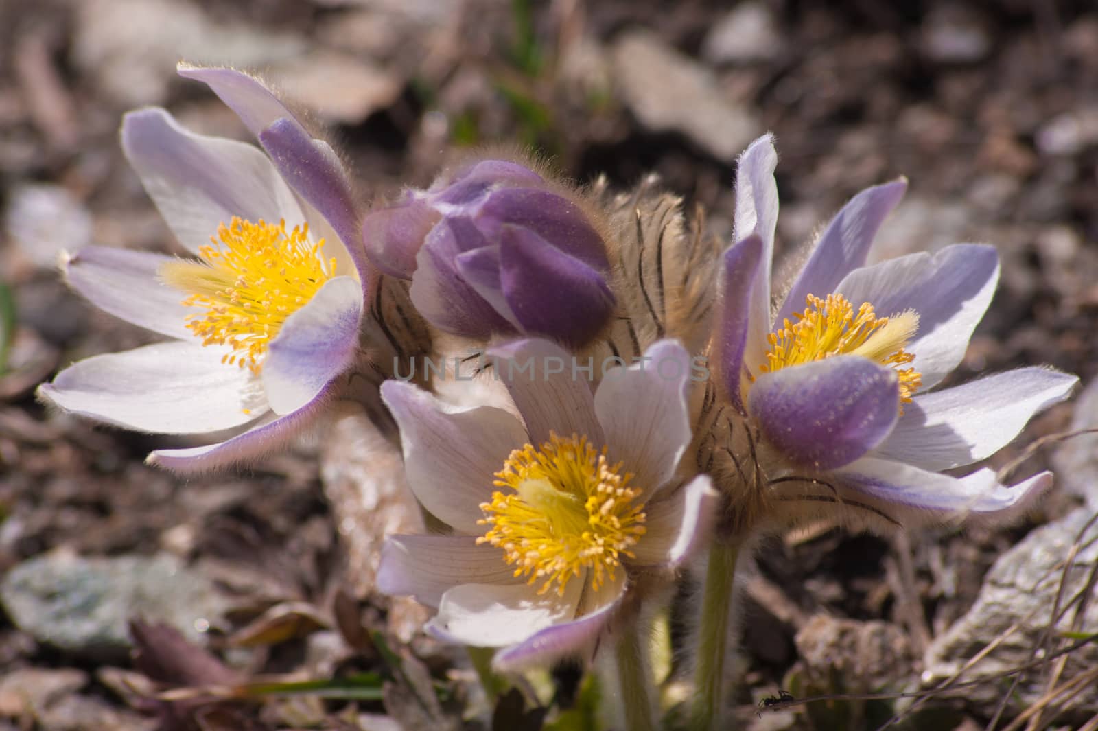 Pulsatilla vernalis,grauson,cogne,val of aosta,italy