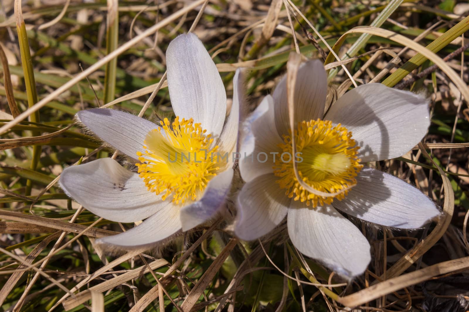 Pulsatilla vernalis,grauson,cogne,val of aosta,italy