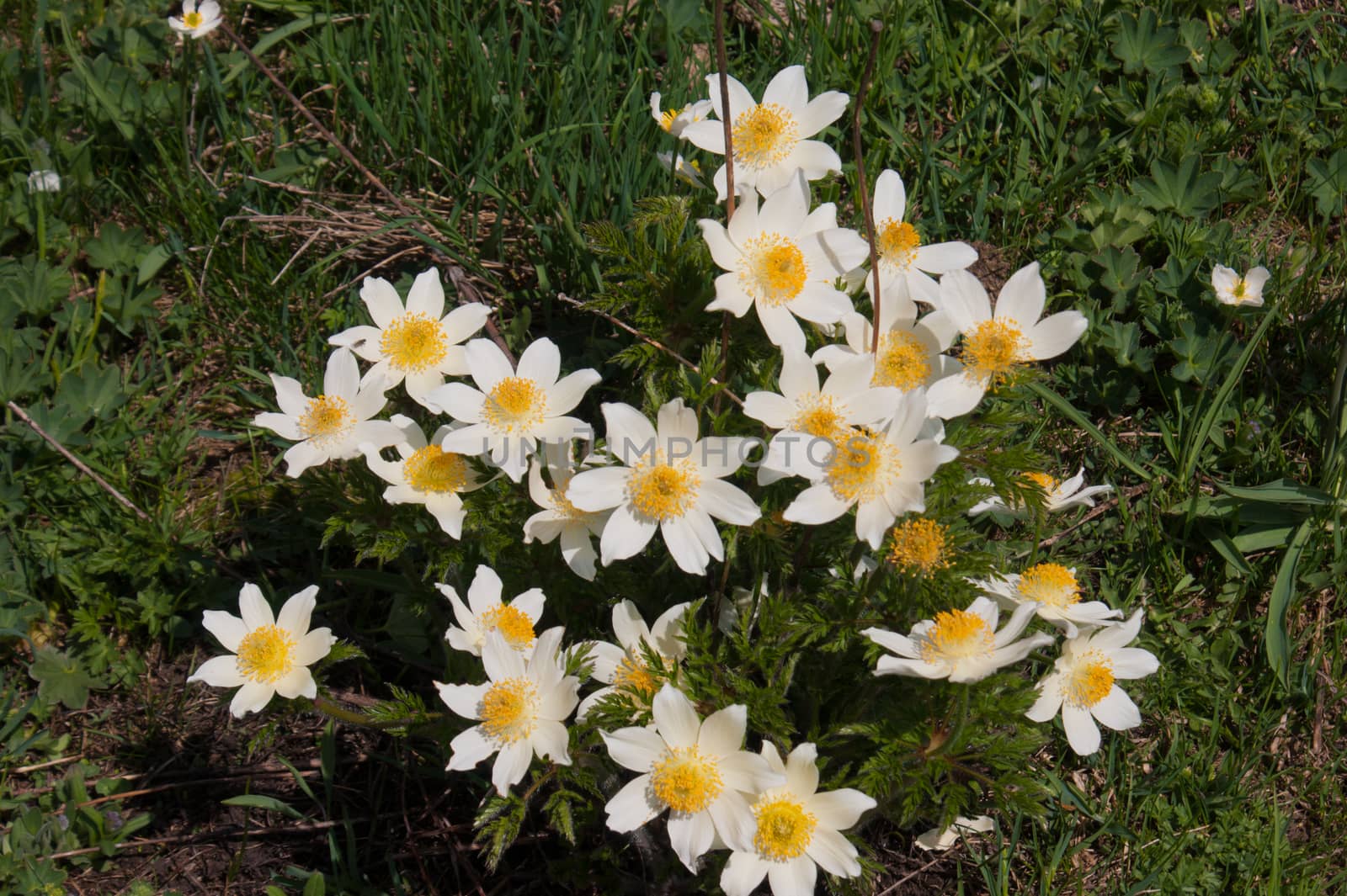 Anemone narcissiflora,grauson,cogne,val of aosta,italy