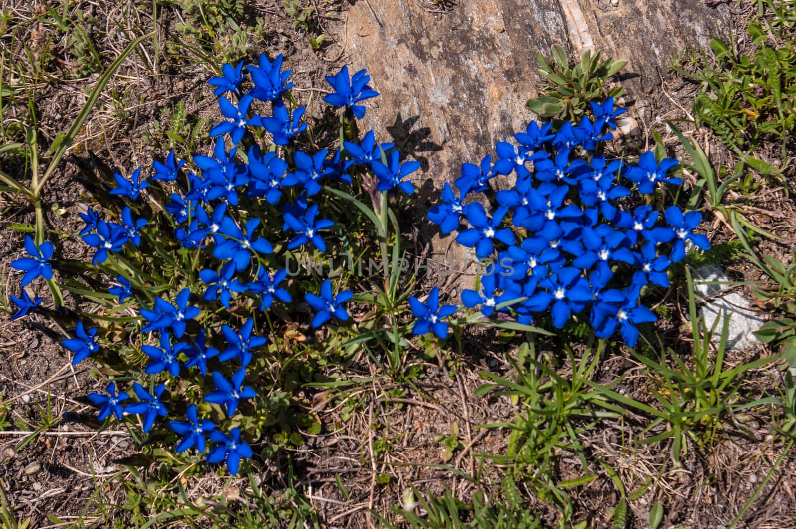 gentiana,grauson,cogne,val of aosta,italy