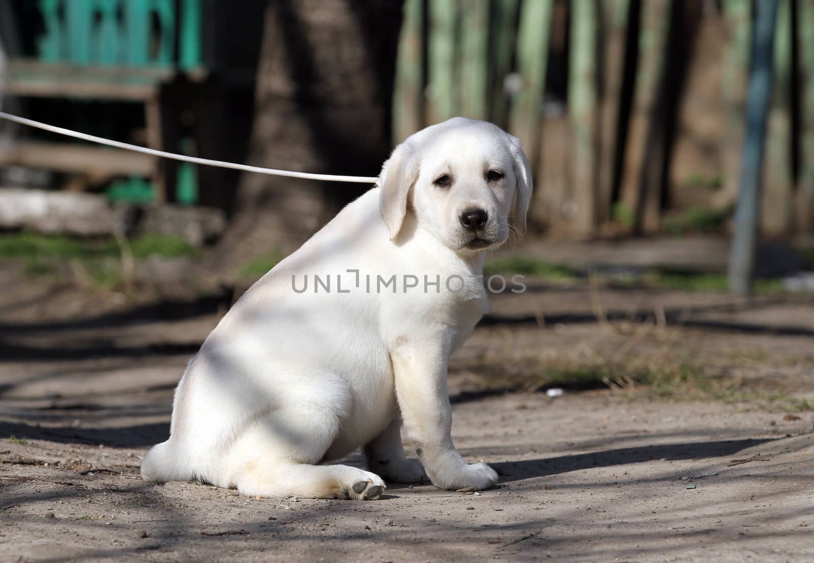 a yellow labrador playing in the park