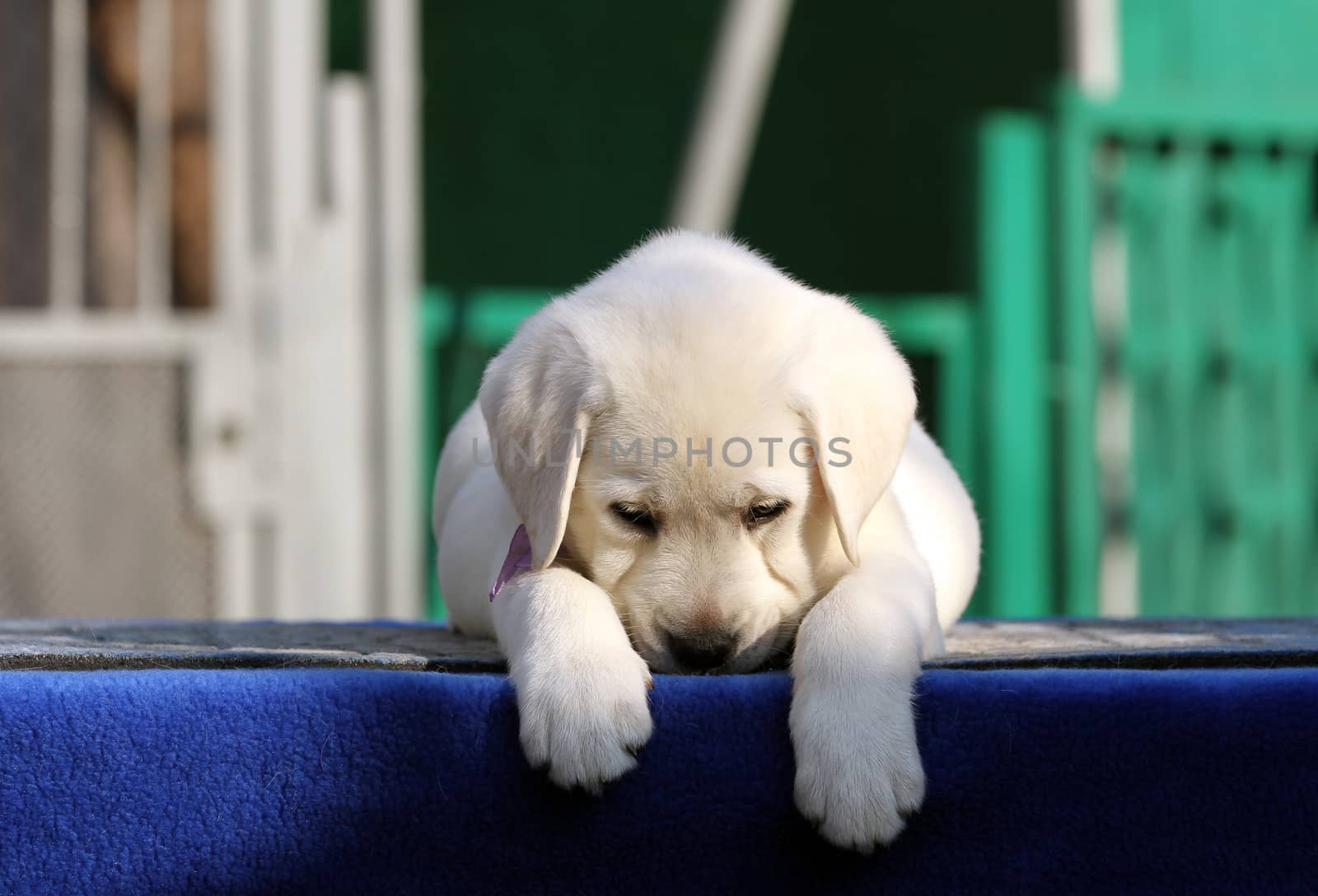 the nice little labrador puppy on a blue background