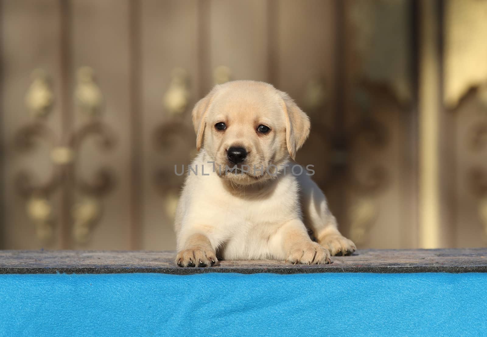 the little labrador puppy on a blue background