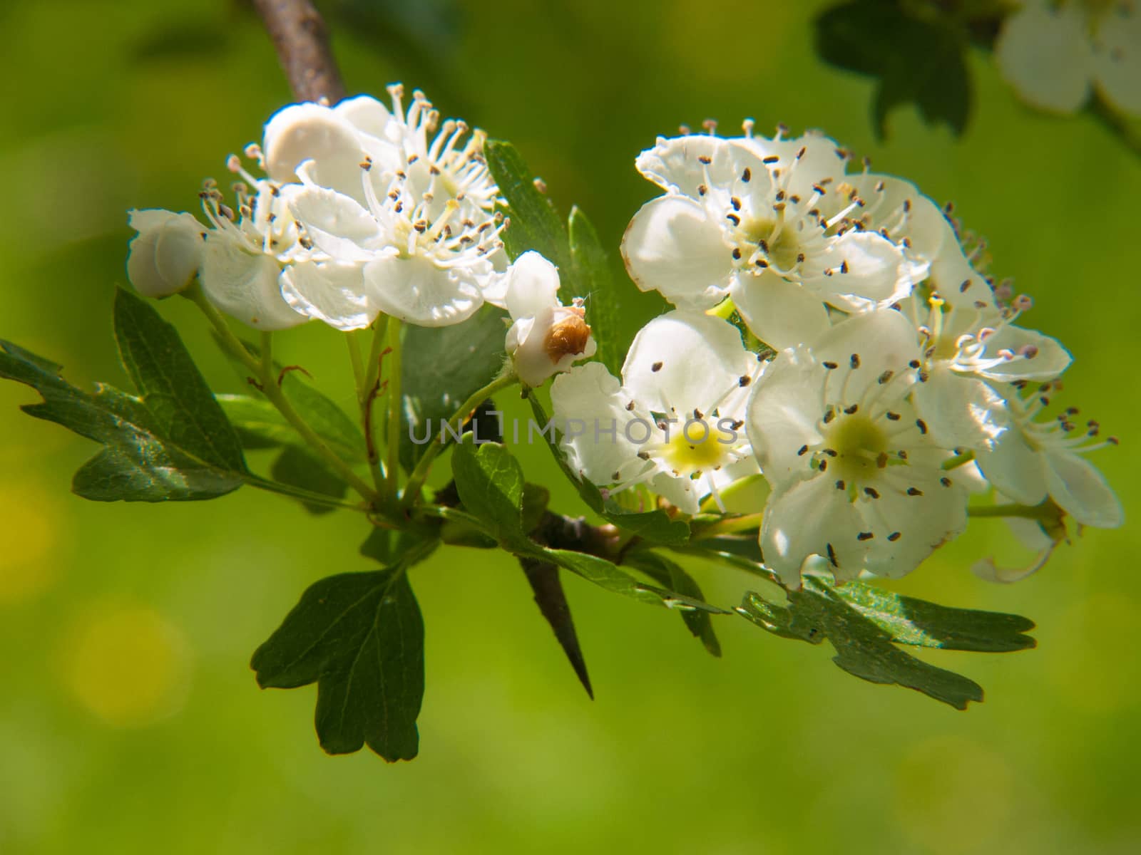 flowers by bertrand