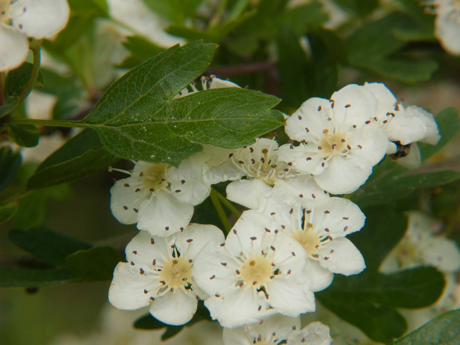 rosa canina, haute loire, france