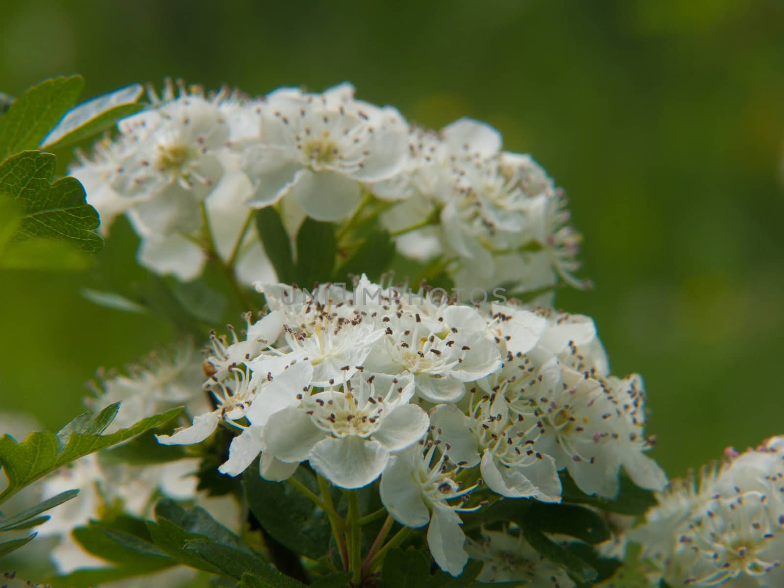 flowers by bertrand