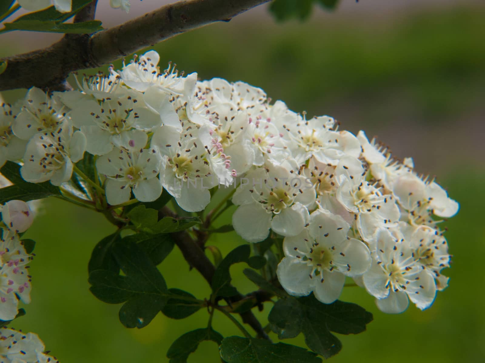 rosa canina, haute loire, france