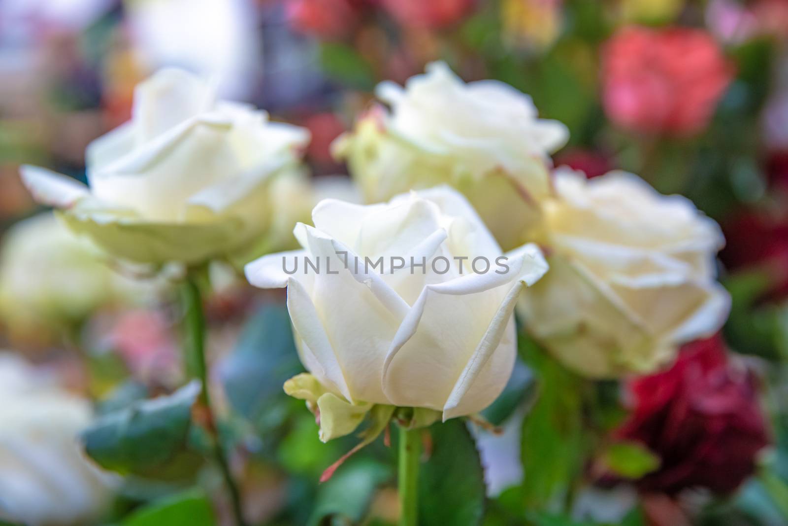 bouquet of colorful fresh roses in flower shop.