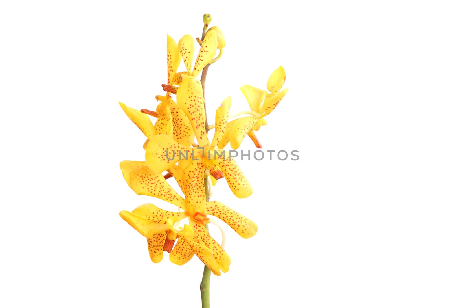 Closeup yellow flowers isolated in white background by piyato