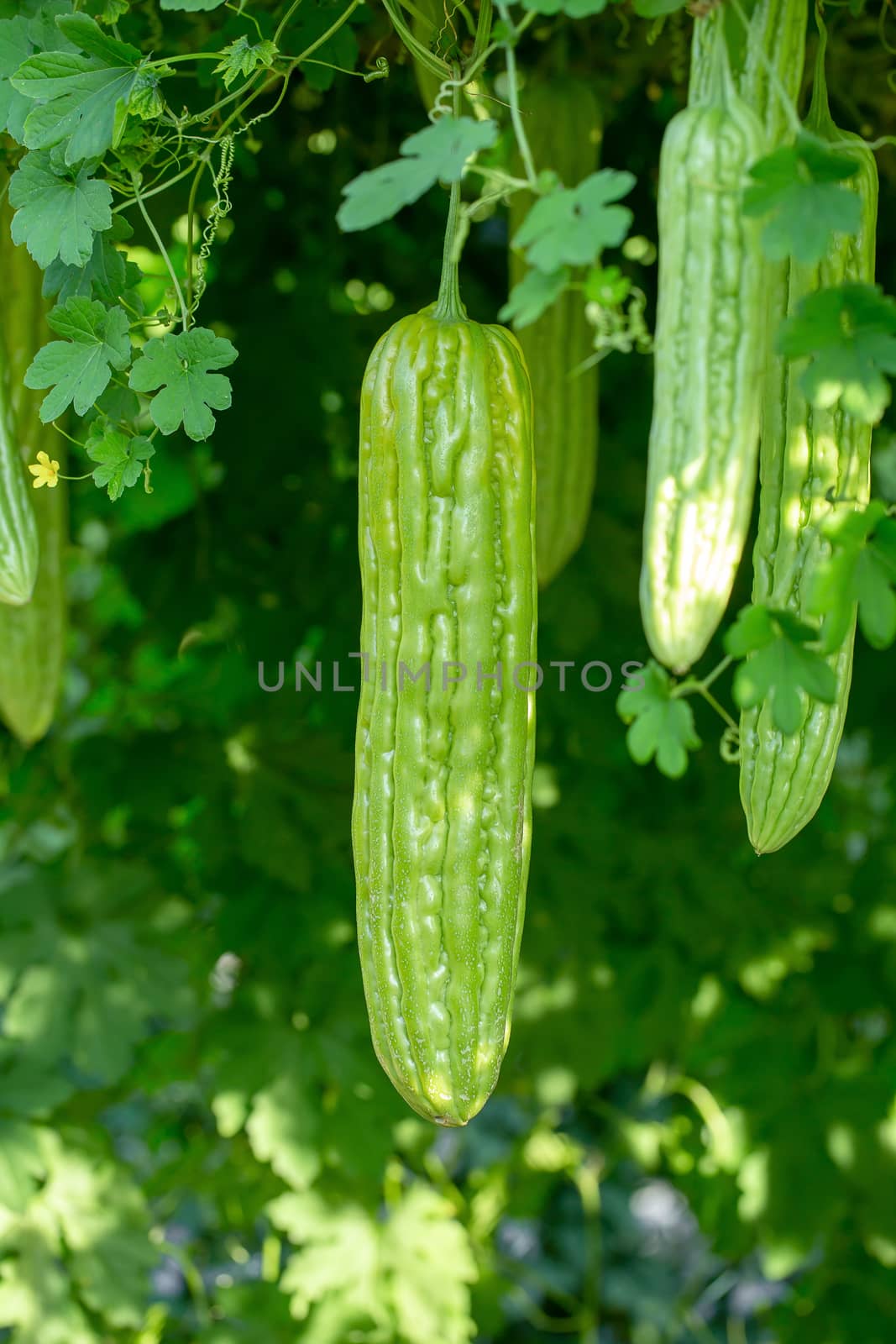 Bitter melon, Bitter gourd or Bitter squash hanging plants in a farm.