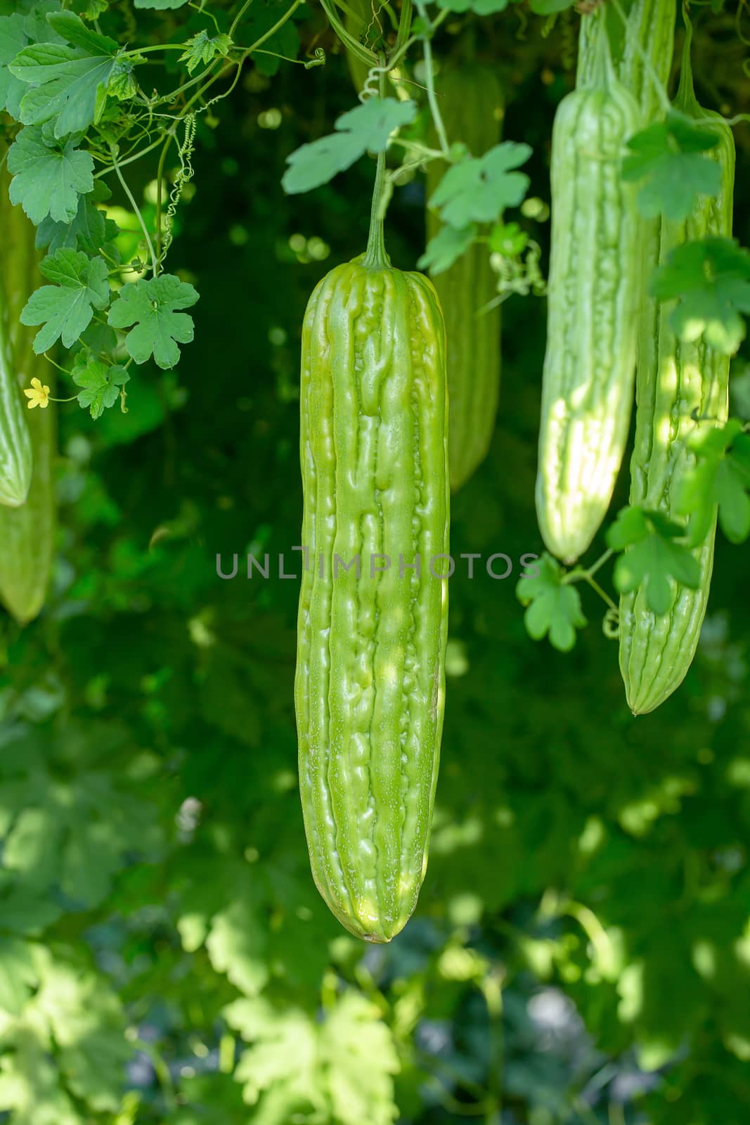 Bitter melon, Bitter gourd or Bitter squash hanging plants in a  by kaiskynet