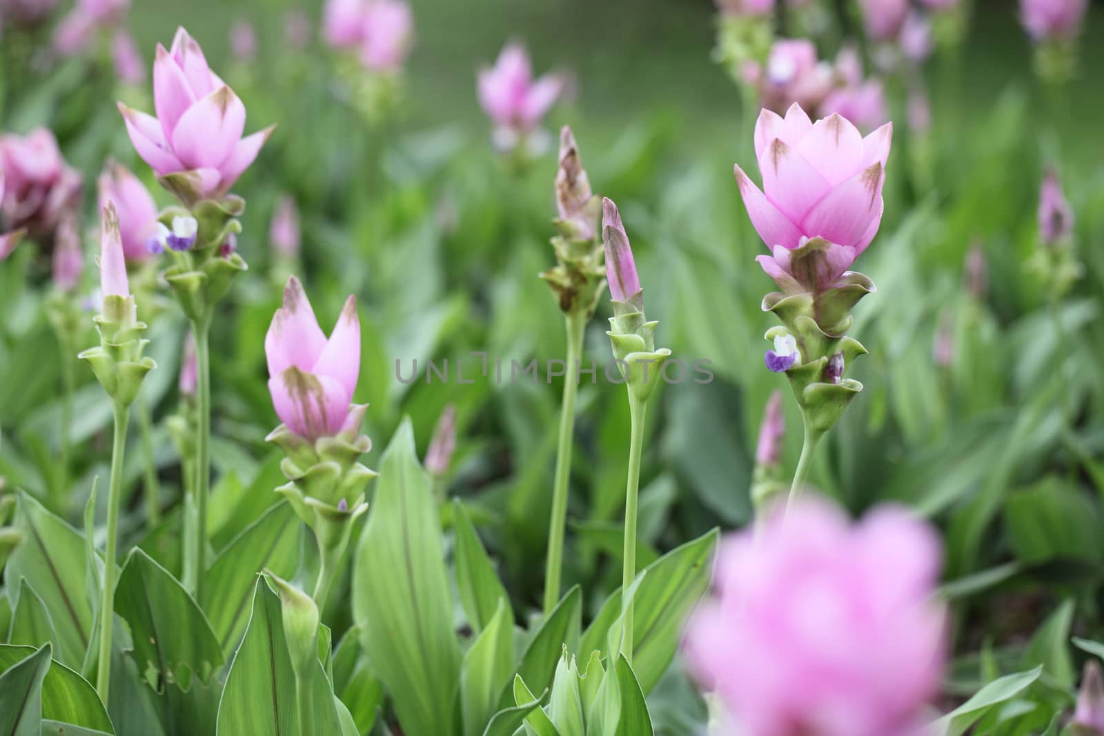 Siam Tulip , Patumma