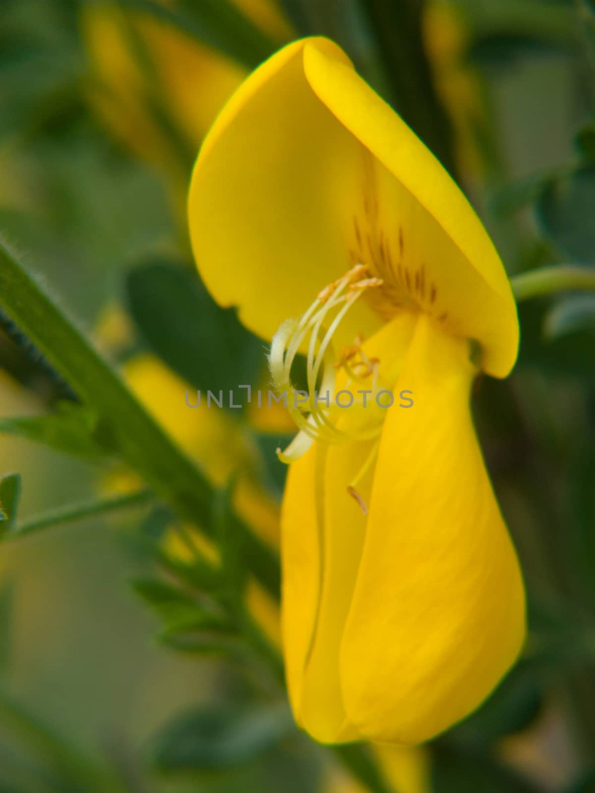 cytisus scoparius,haute loire, france