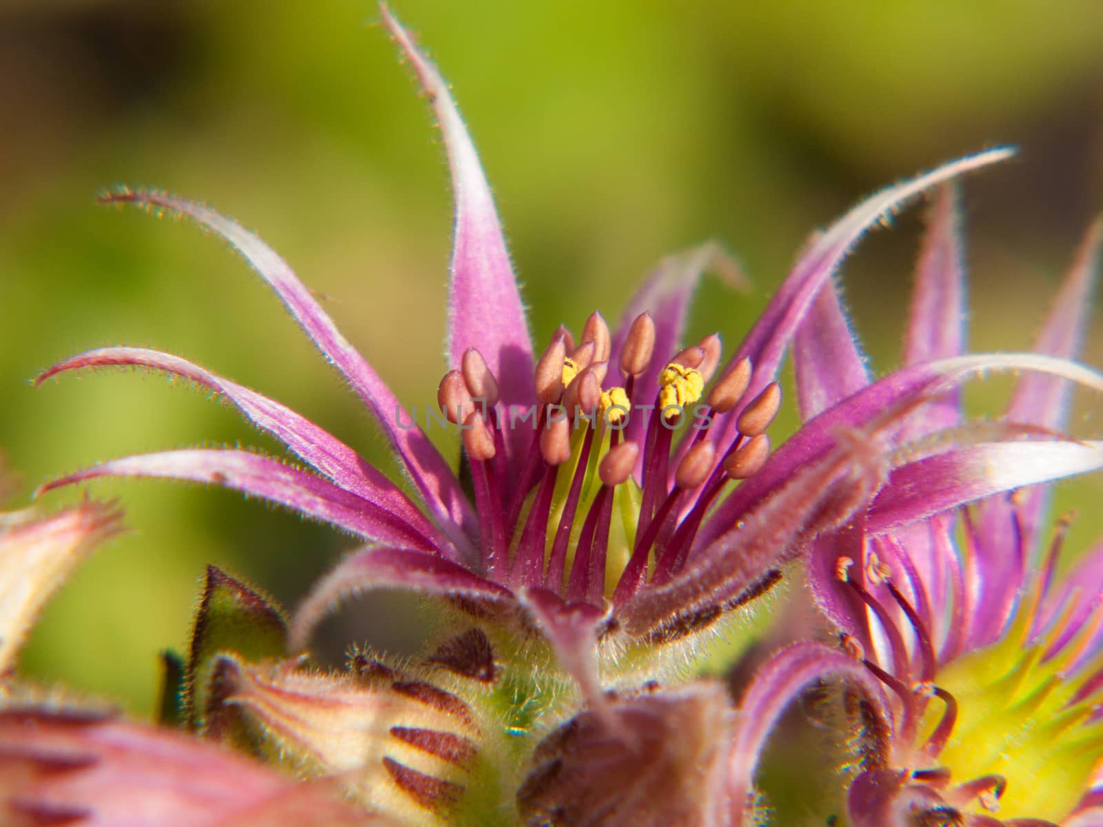 sempervivum