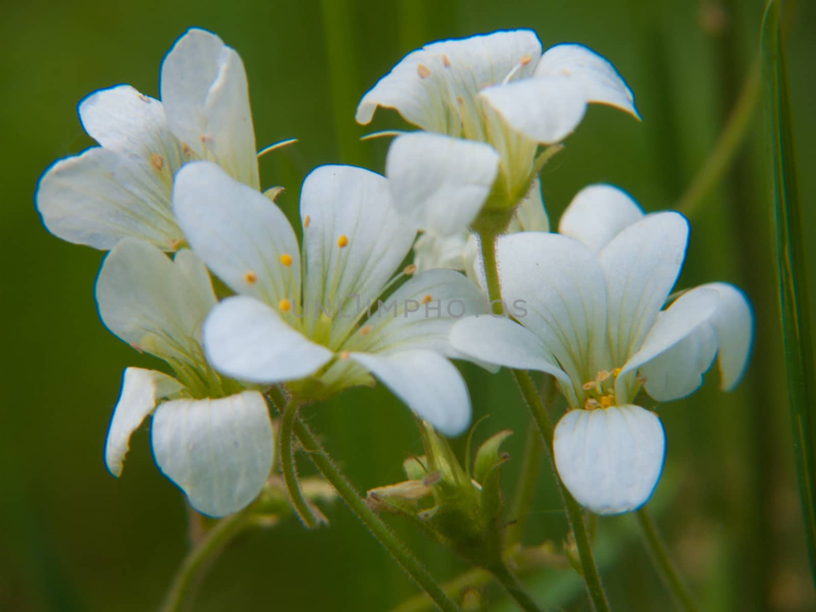 flowers by bertrand