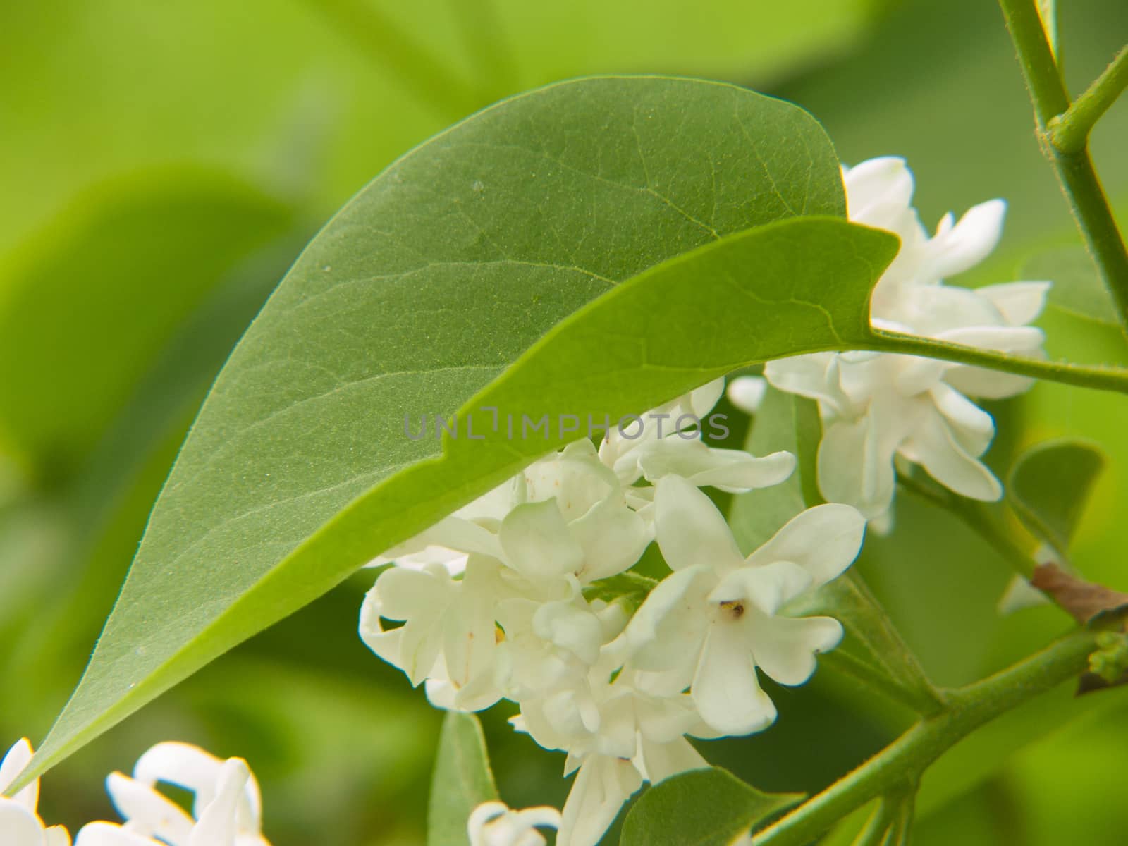 flowers by bertrand