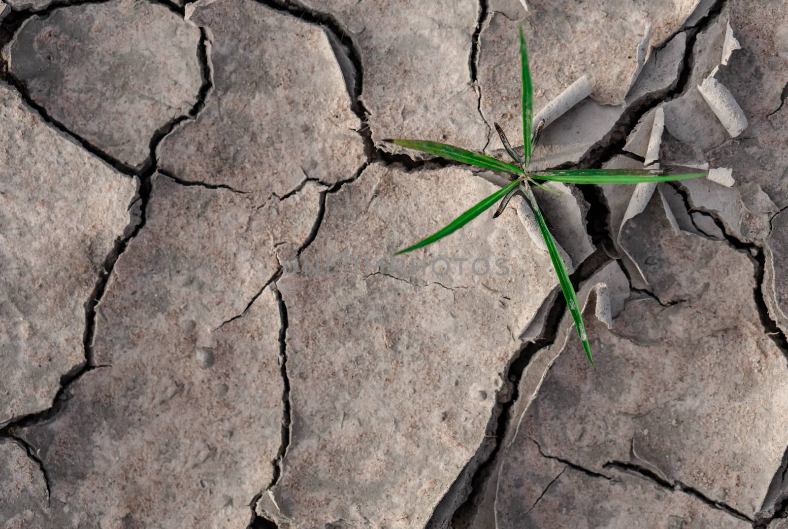 Closeup seedlings are growing from arid soil with morning sun is shining, concept of global warming.