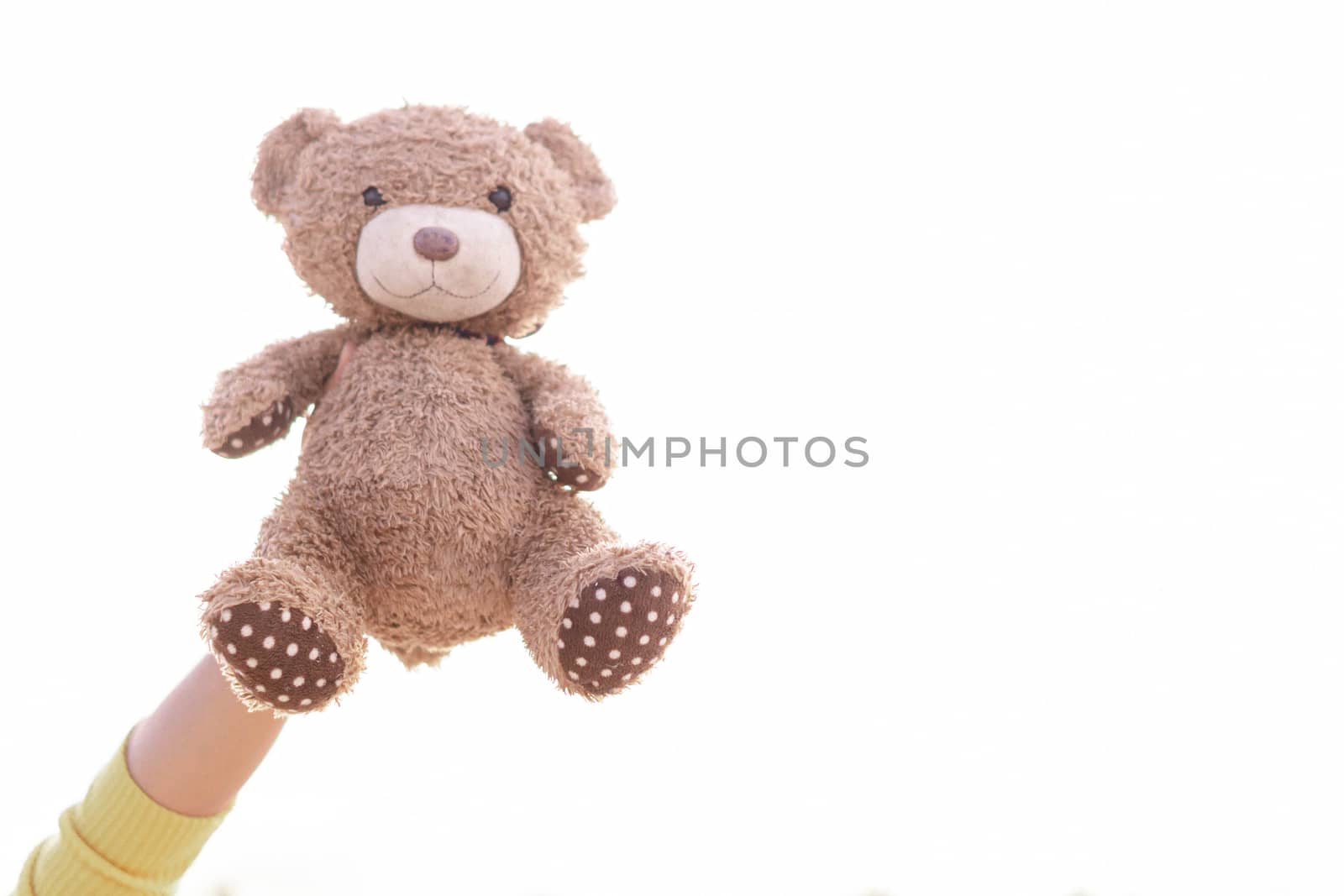 Woman hand holding teddy bear isolated on white background