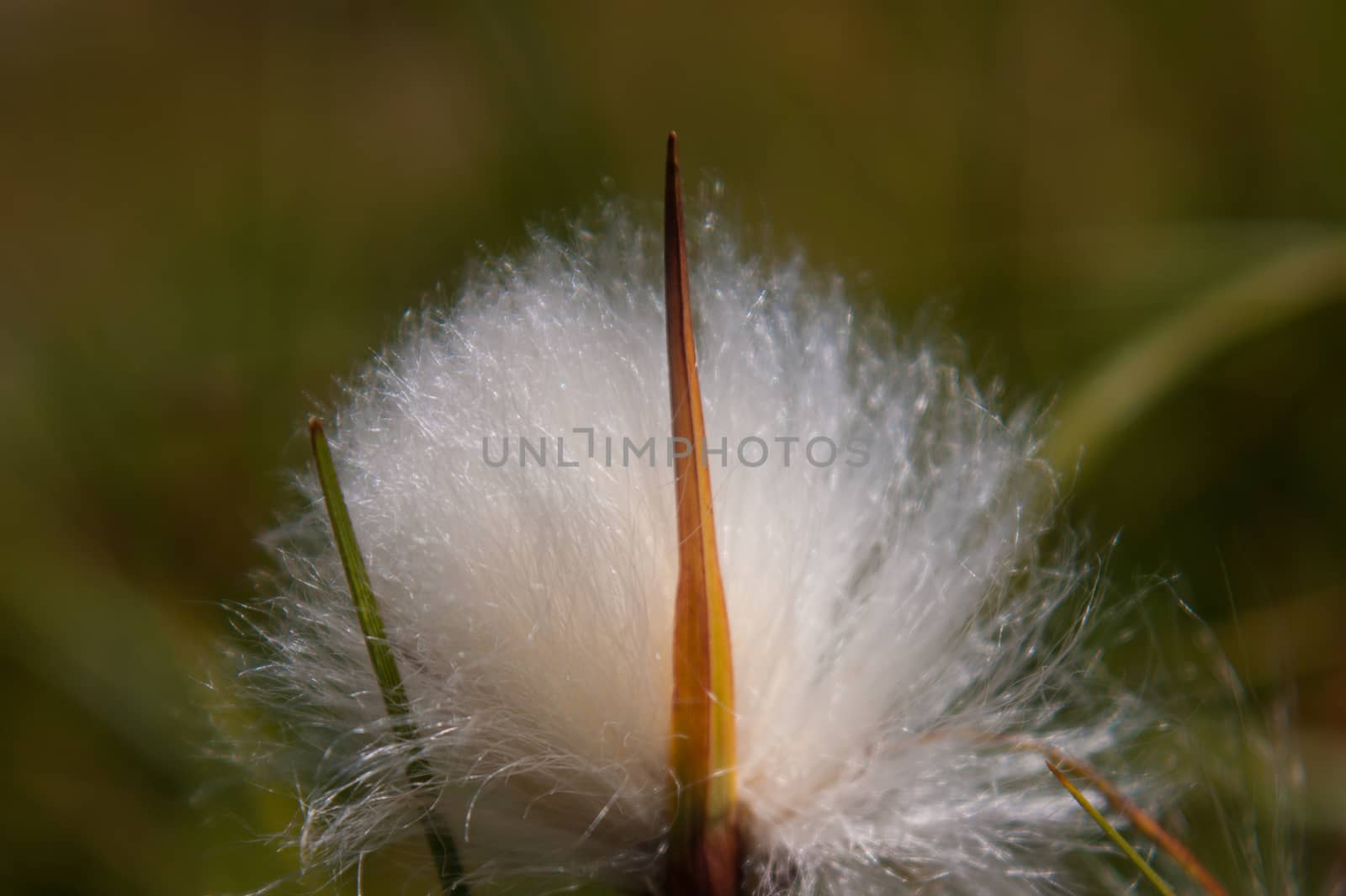 eriophorum,lac cristal,monetier,hautes alpes,france