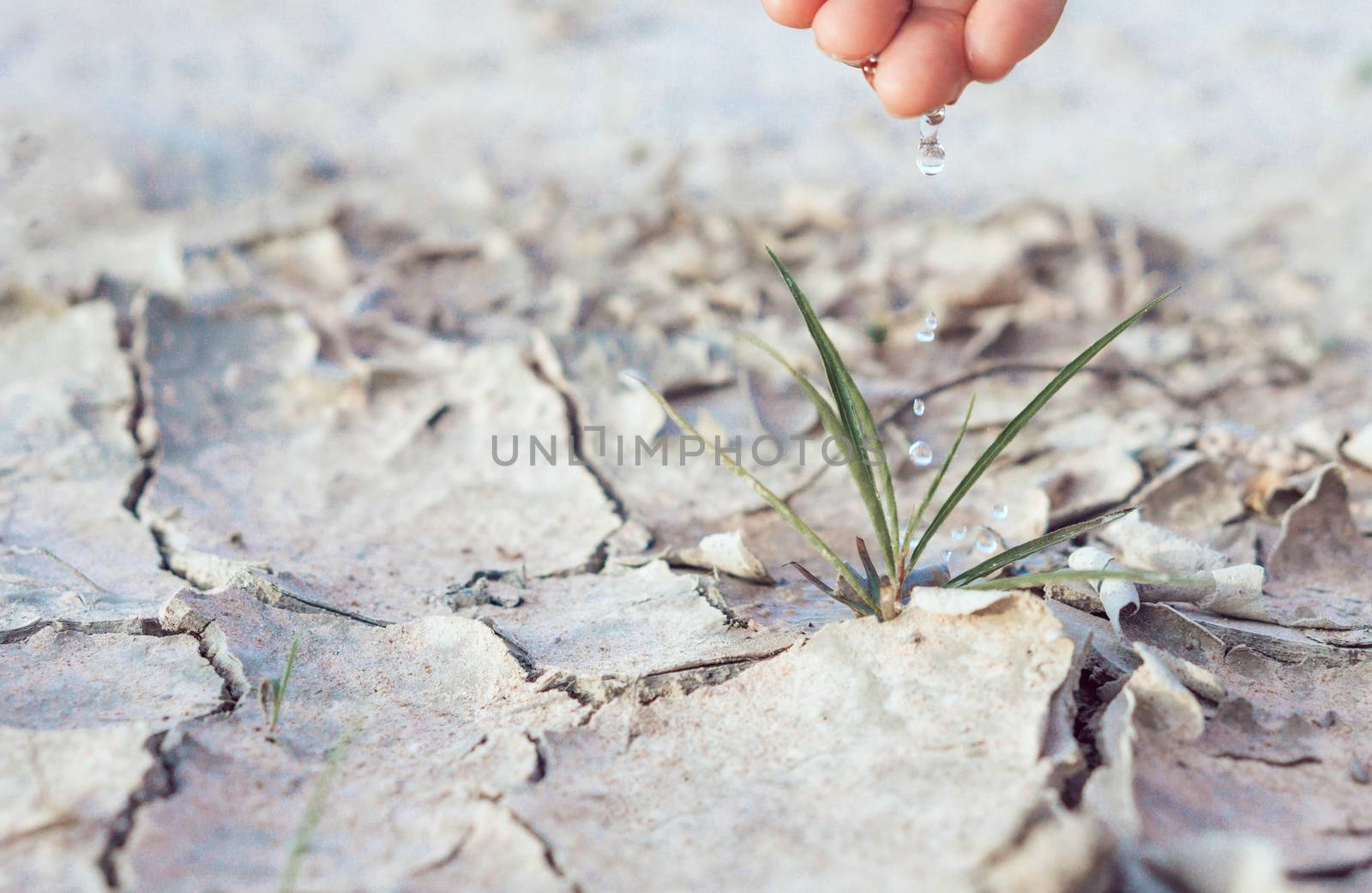 Woman watering  seedlings are growing from arid soil with morning sun is shining, concept of global warming.