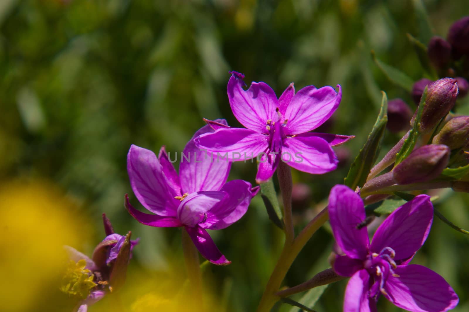 flowers by bertrand