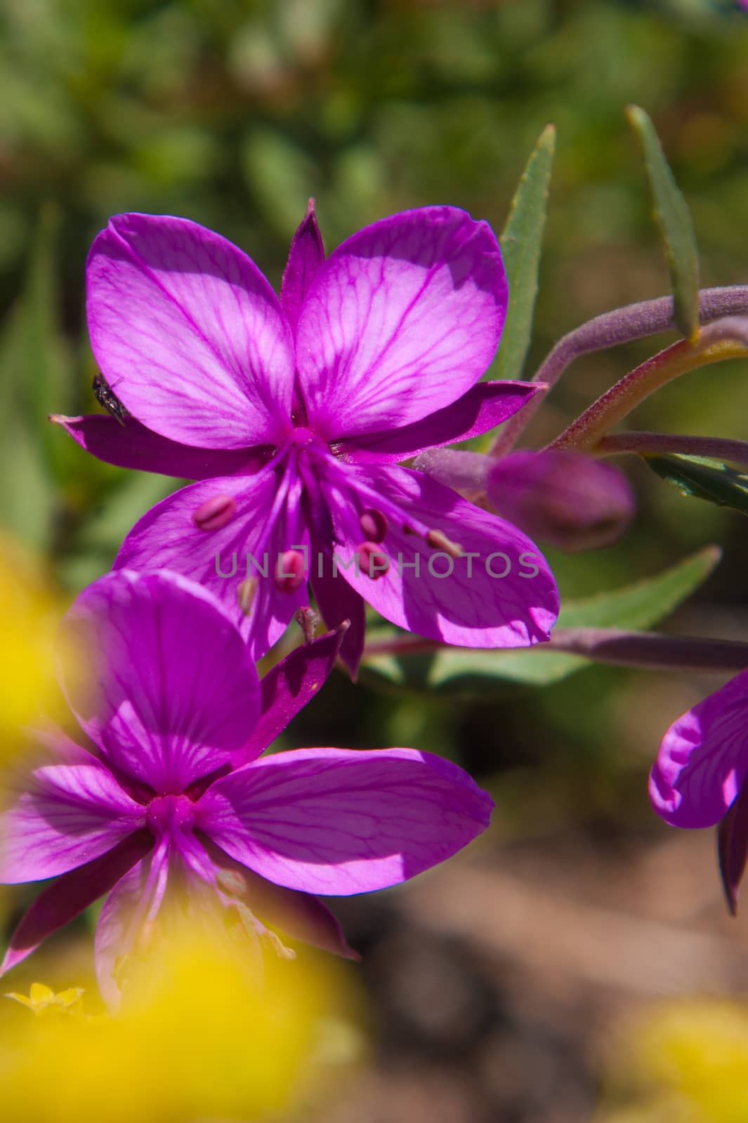 flowers by bertrand