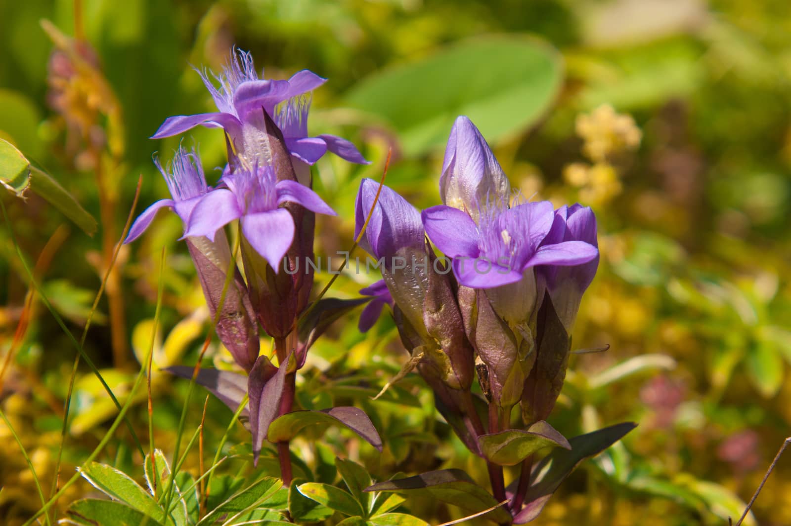 gentiana,vaud,swiss