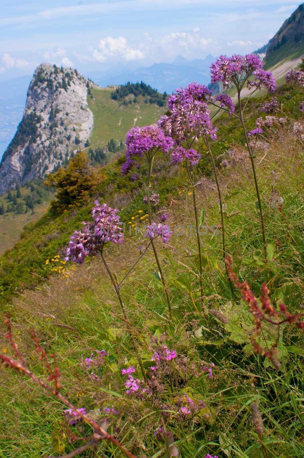 swiss alps landscape by bertrand