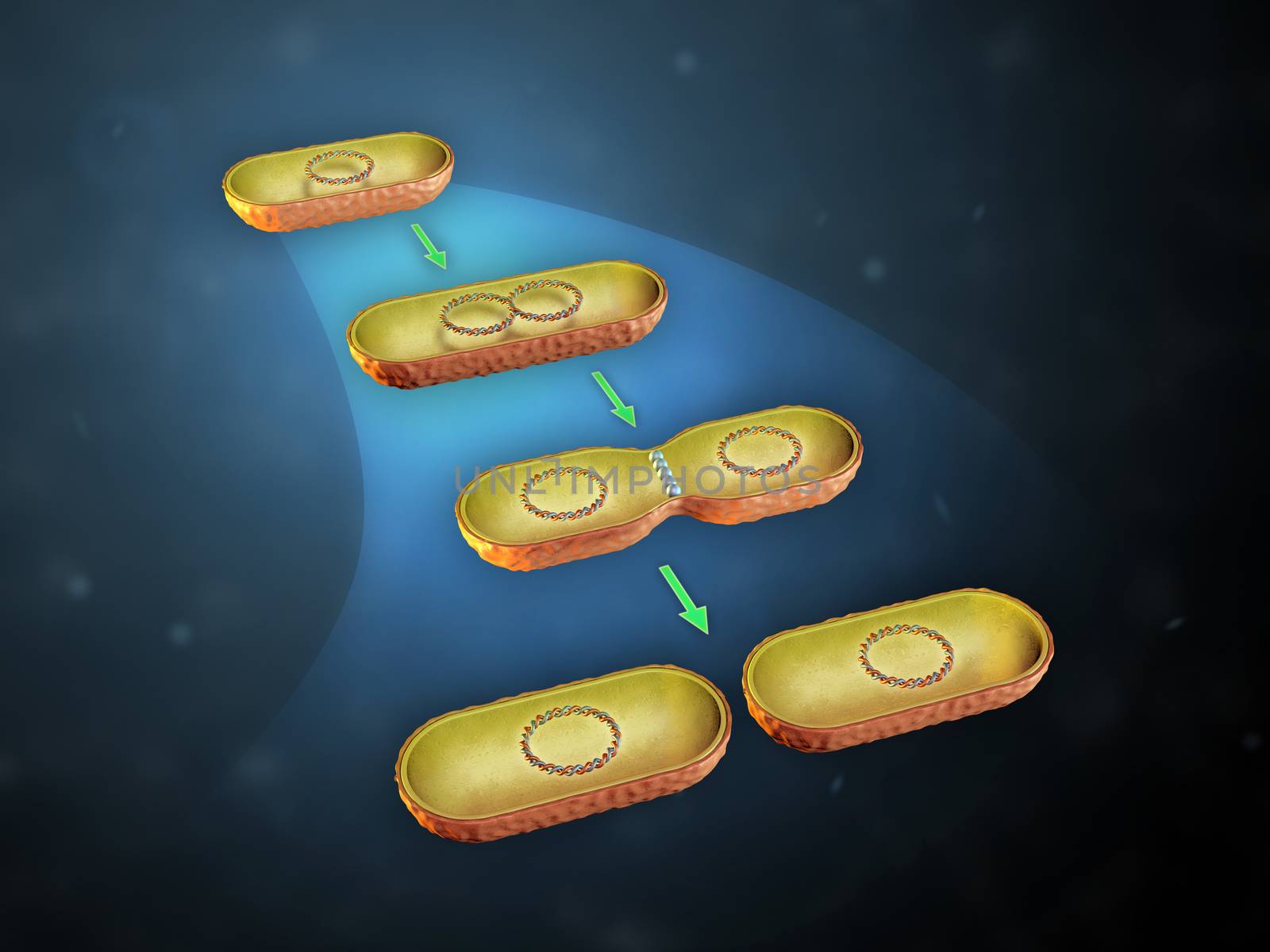 Bacterial cell division by Andreus