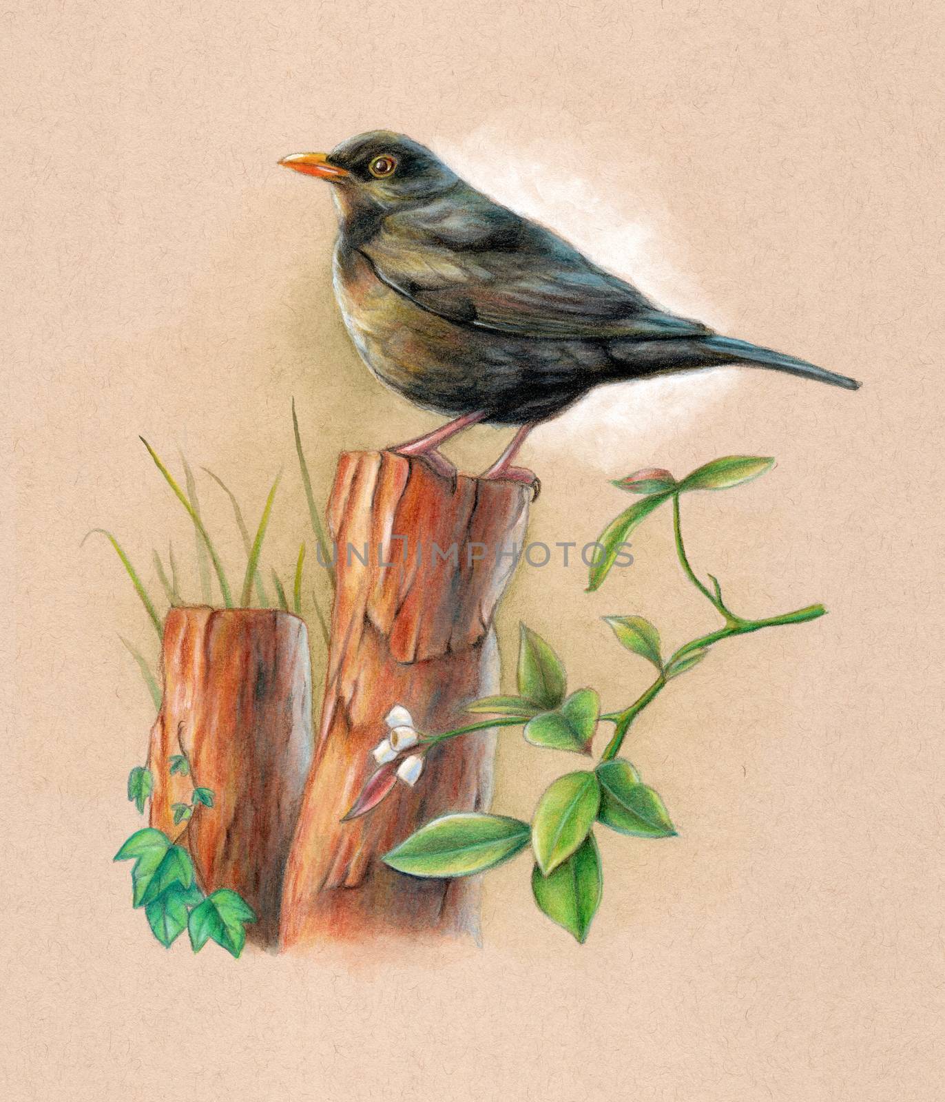 Male blackbird perched on a wood pole with some background vegetation. Mixed media illustration on toned paper.