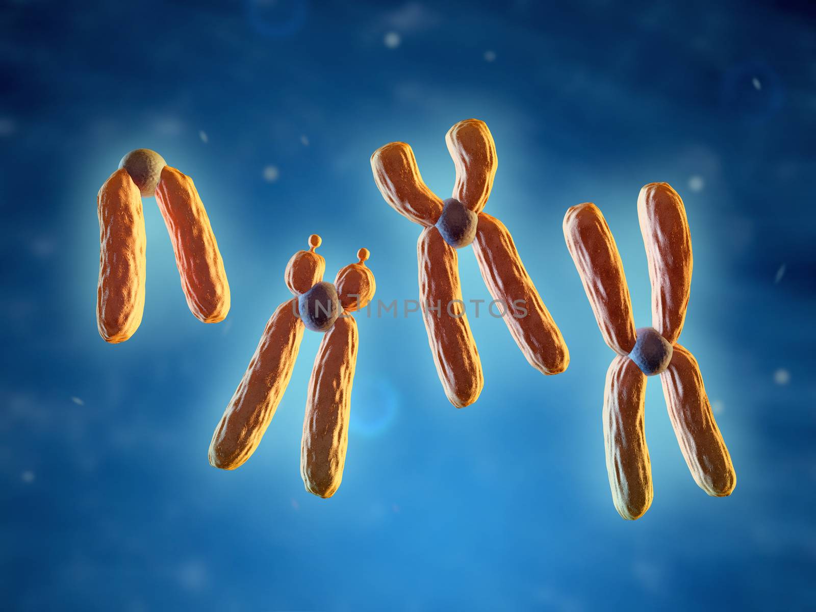 Classification of chromosomes, based on the position of centromere. 3D illustration.