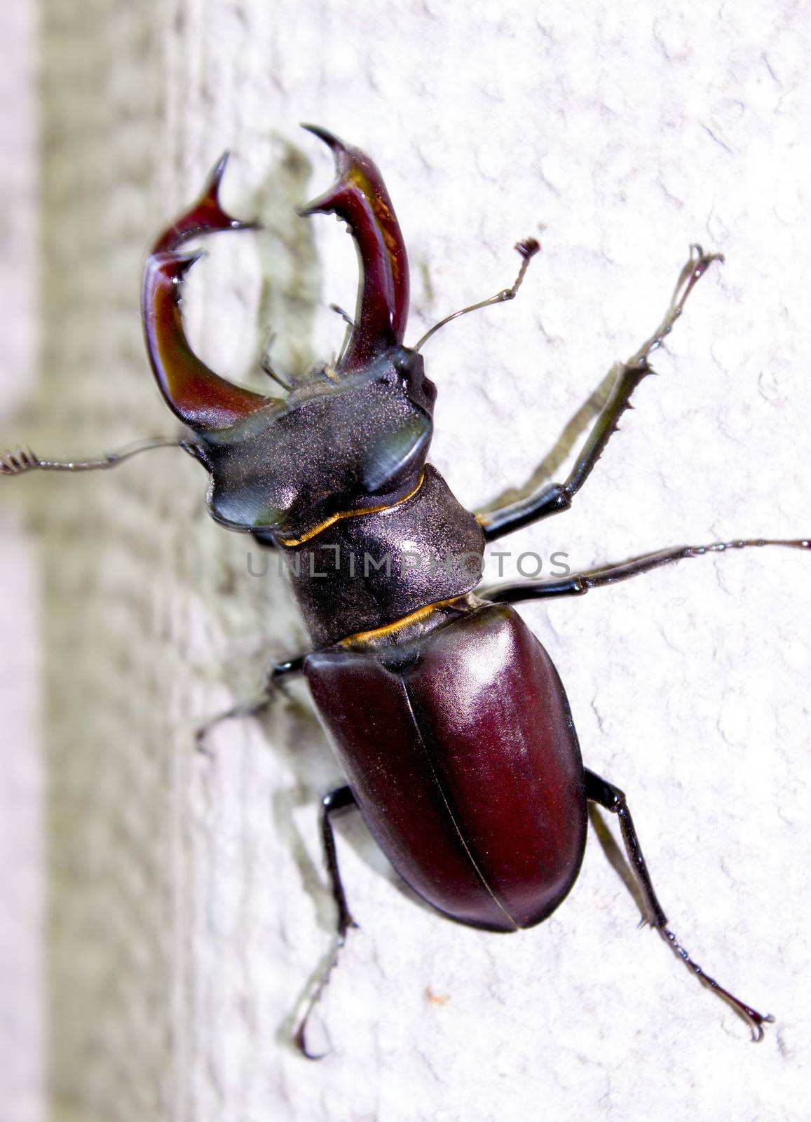 Big beautiful stag beetle by liolle