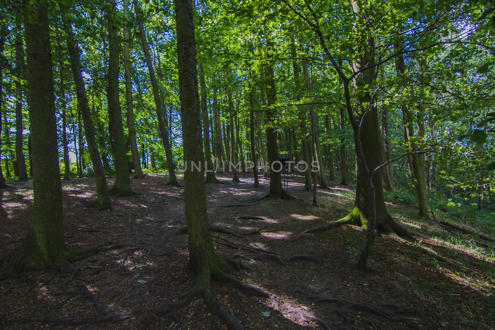 Trees in the forest in the UK