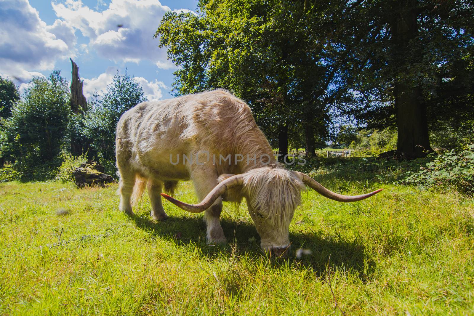 A White Bull by samULvisuals