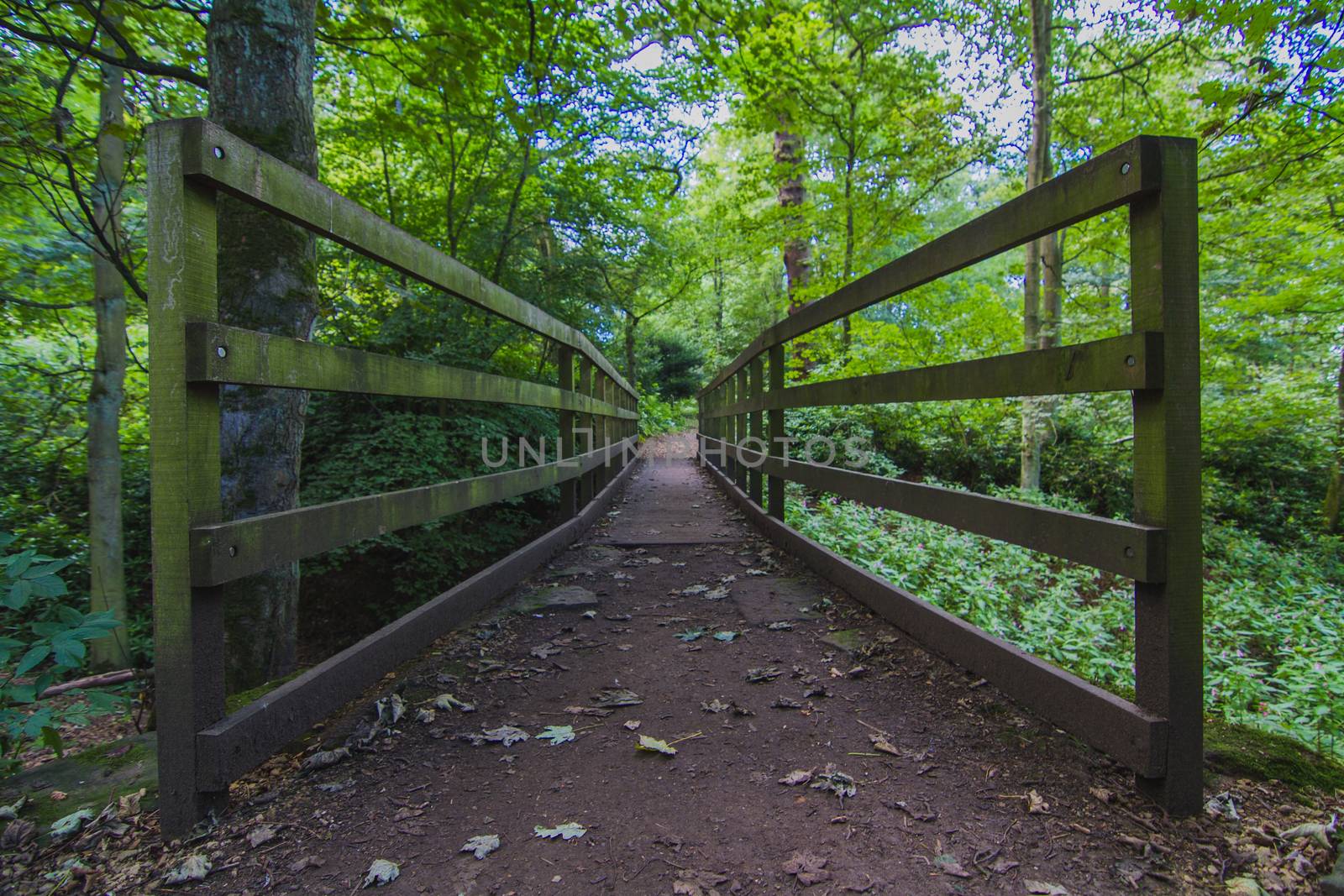 A Wooden Bridge in the Woods in England