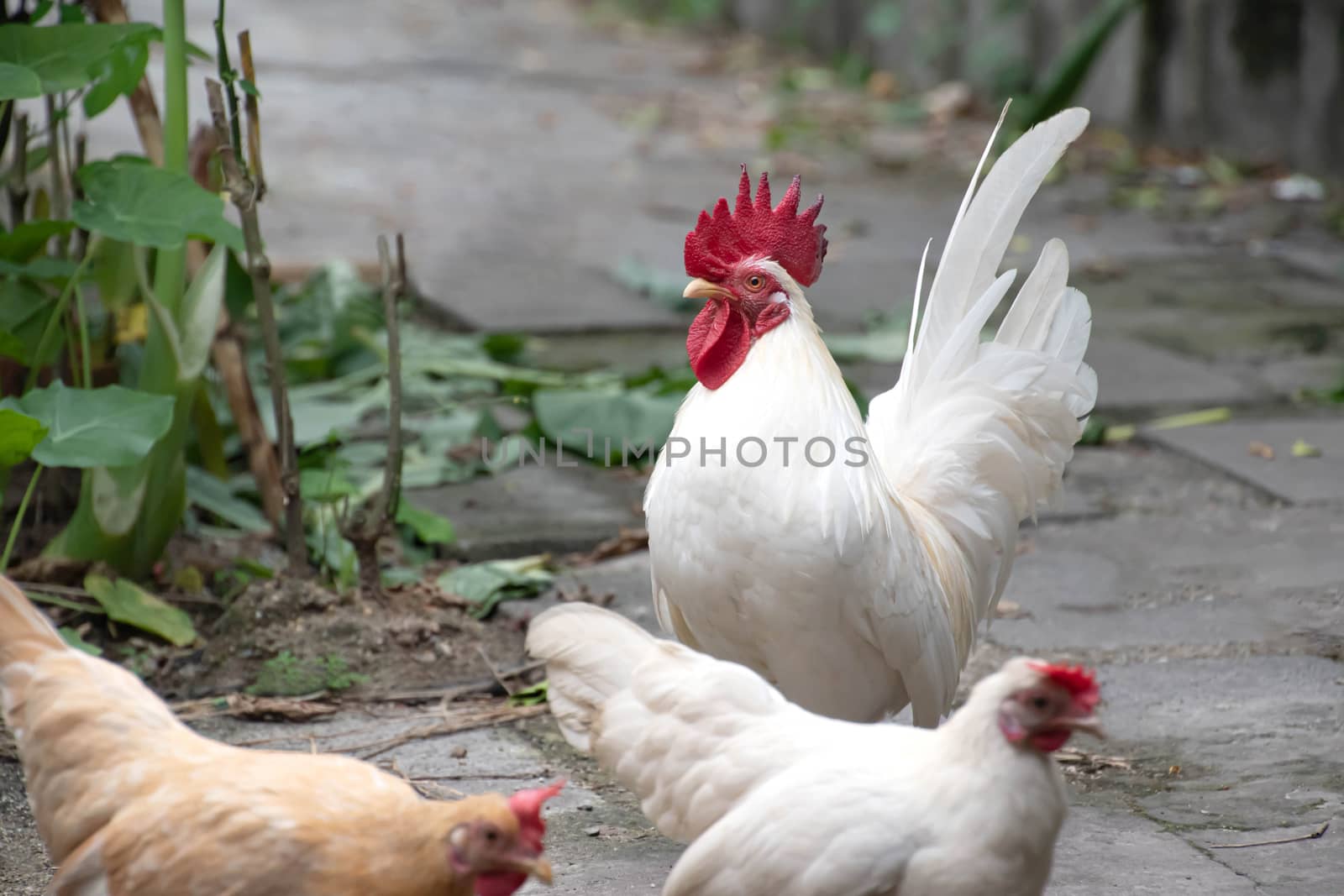 bantam chickens walk freely in the backyard, a new normal lifestyle