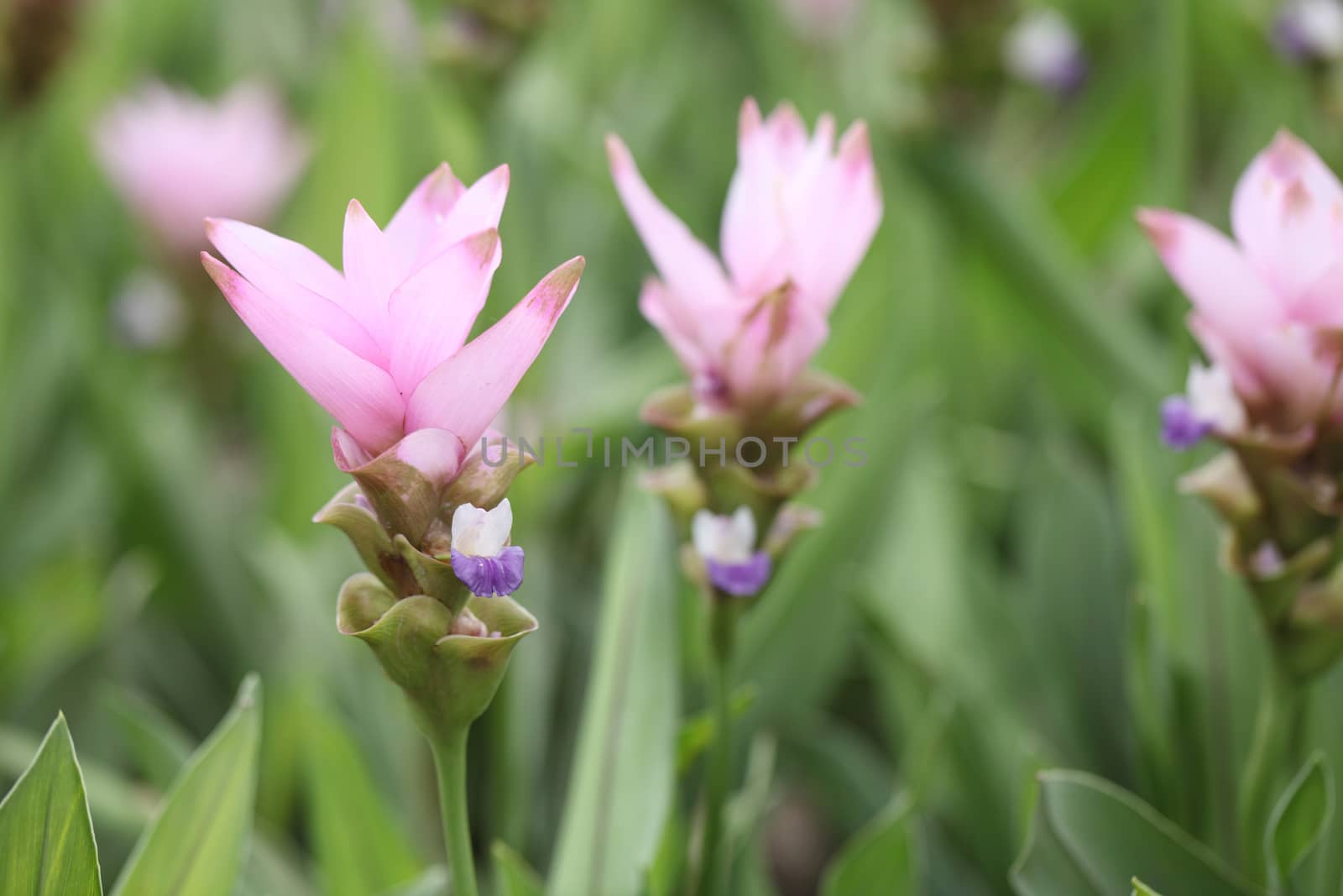 Siam Tulip , Patumma