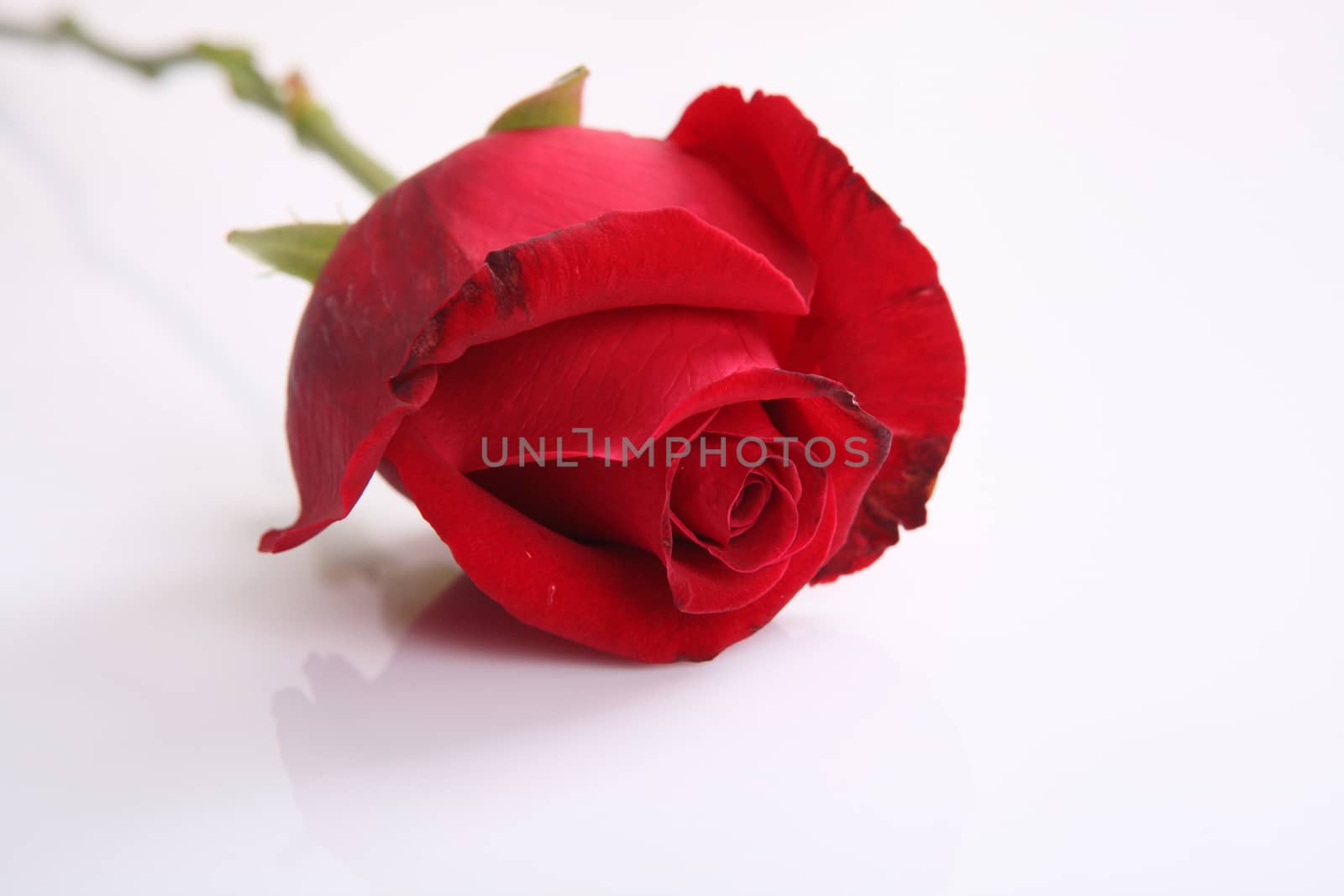 red rose flower isolated in white background by piyato