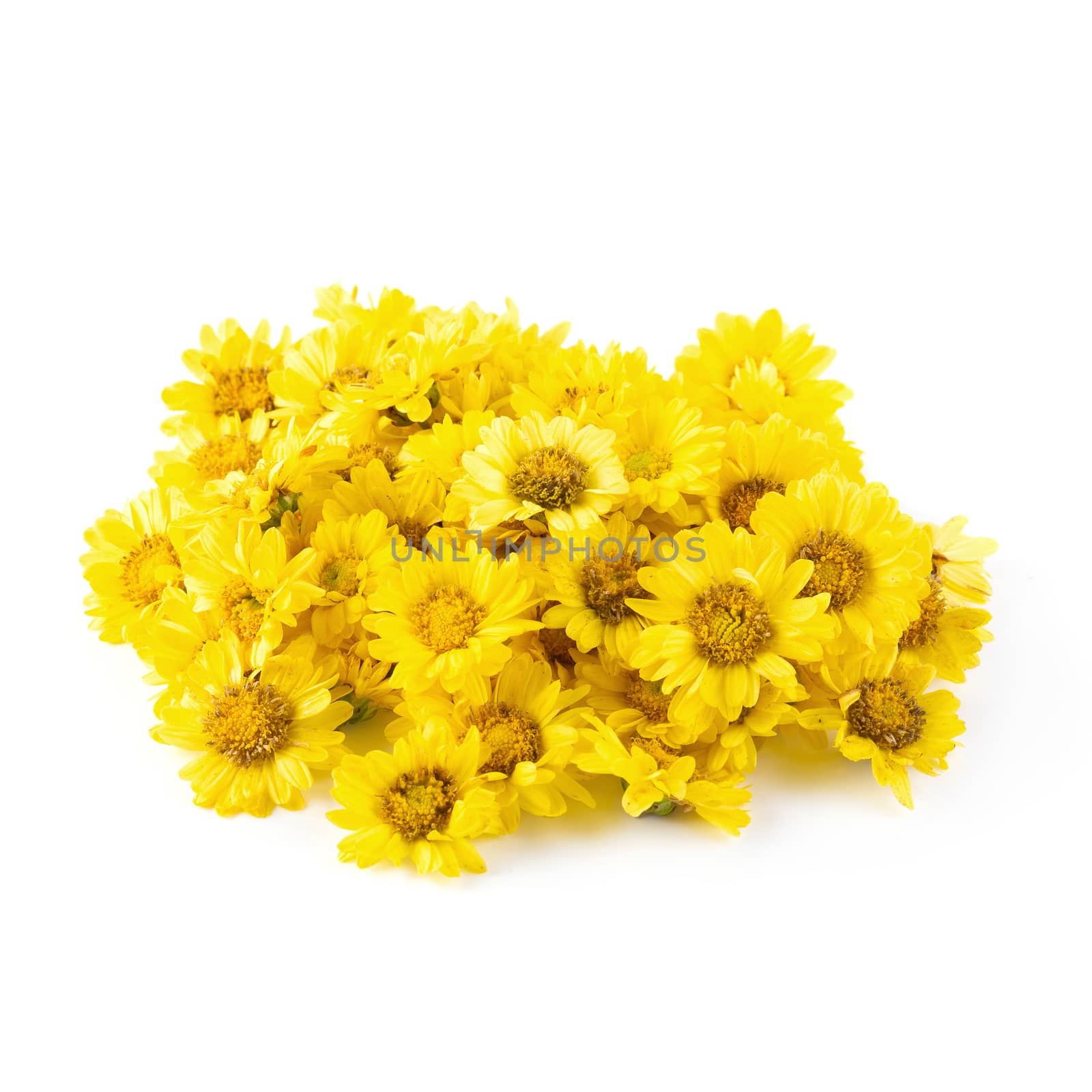 Yellow Chrysanthemum flowers isolated on white background.