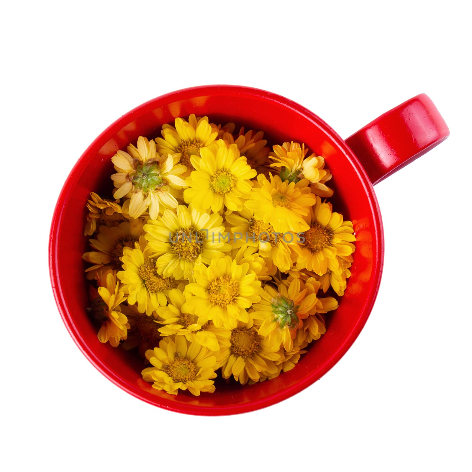 Yellow Chrysanthemum flowers isolated on white background by kaiskynet