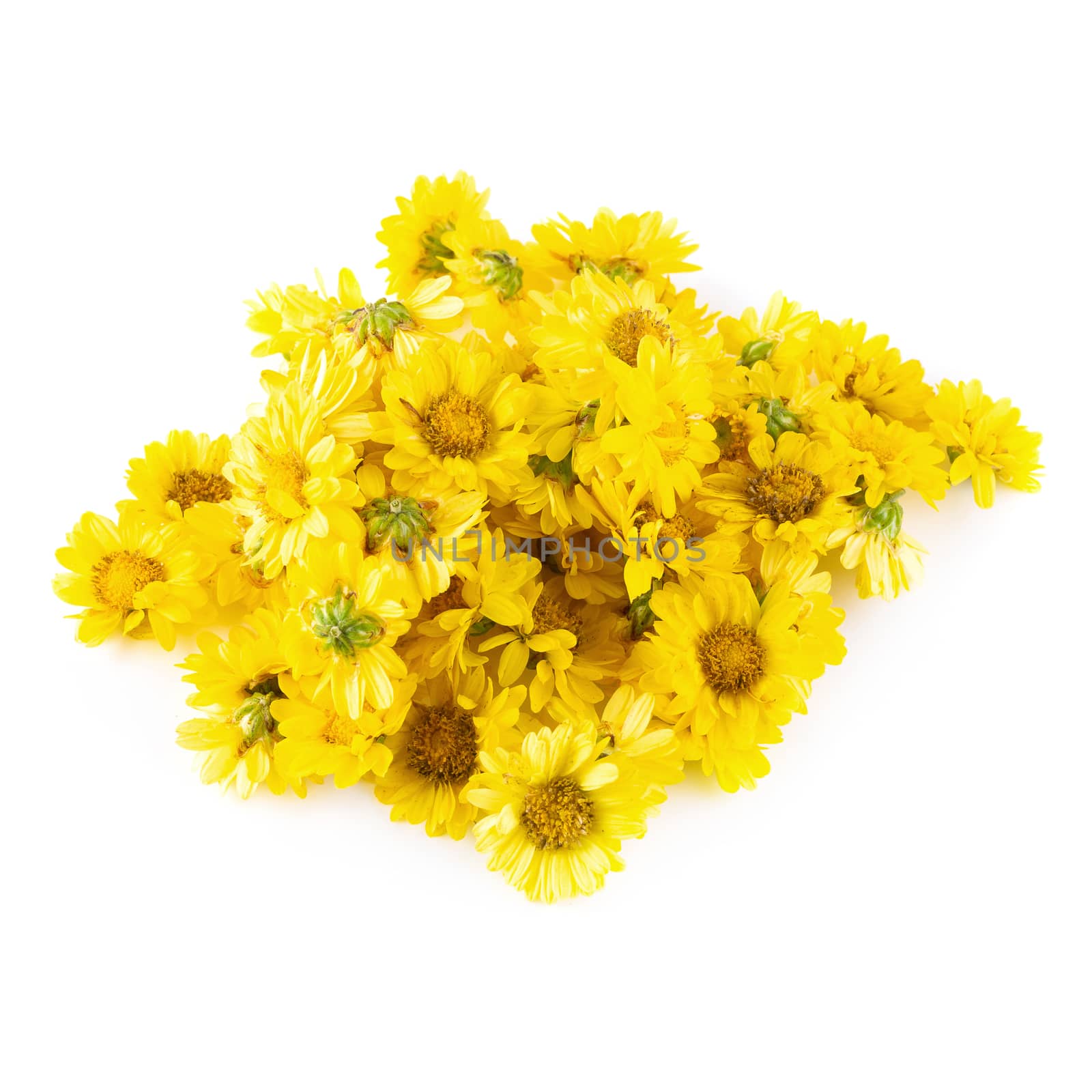 Yellow Chrysanthemum flowers isolated on white background.