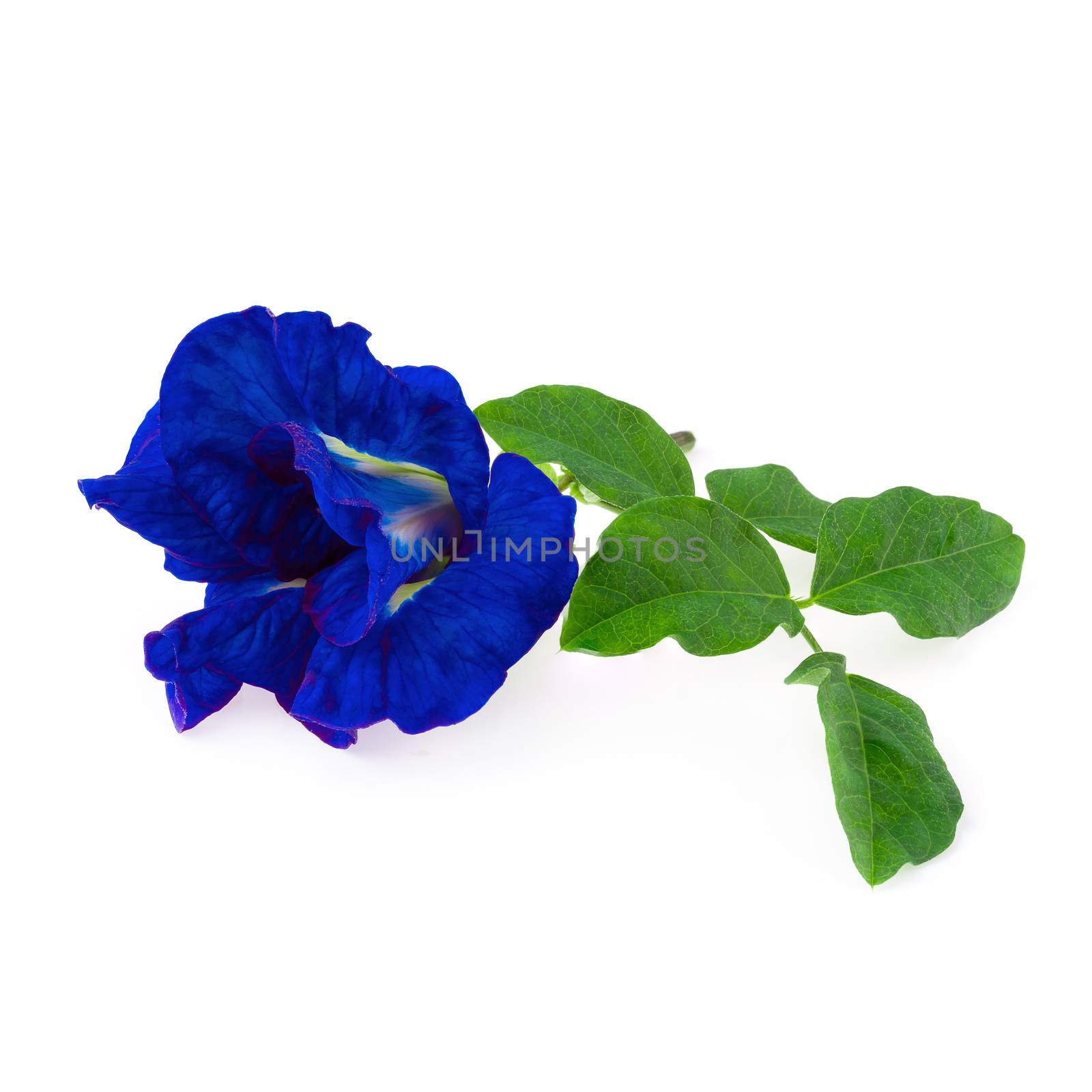 Close up of Butterfly pea flower isolated on a white background.