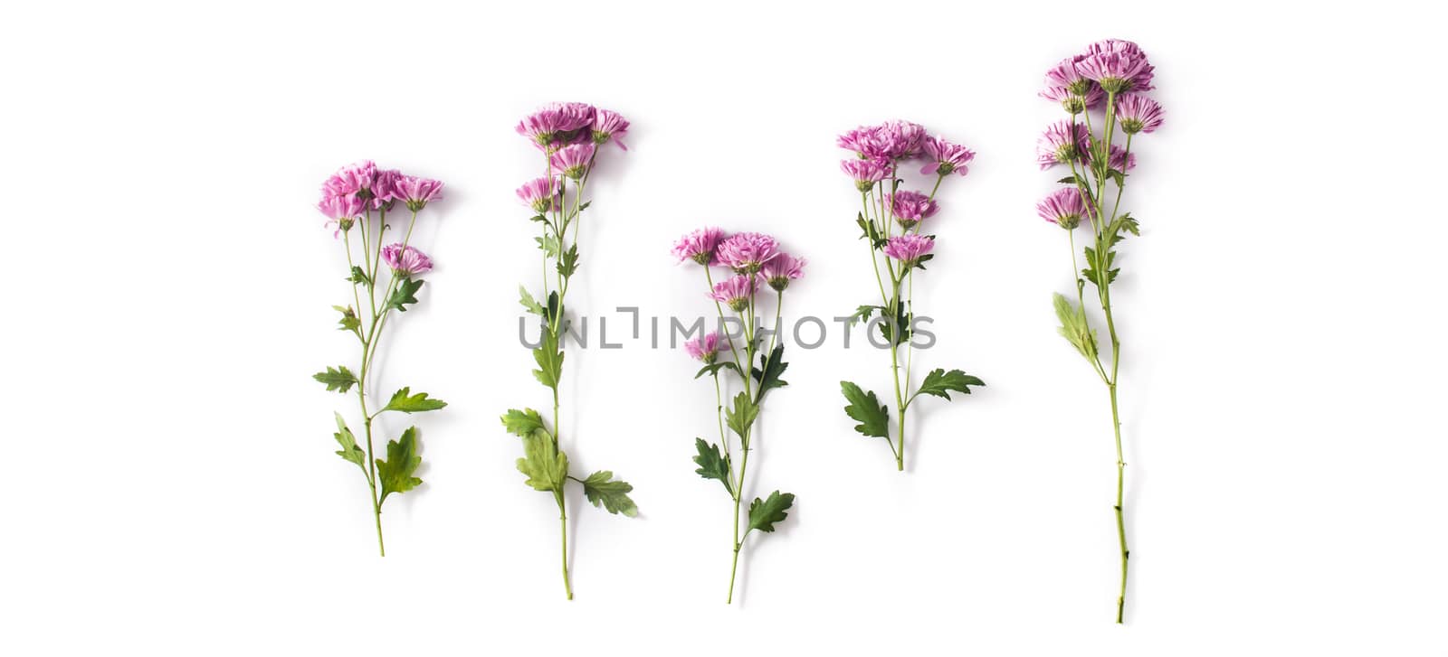 Violet chrysanthemum flowers bouquet isolated on white background